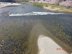 錦川は清流。水がとても澄んでます。