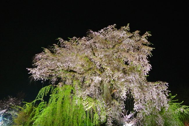 高台寺の後は、歩いて円山公園まで。<br /><br />桜が綺麗！やっぱ円山公園と言えば桜！