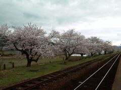 2016.04.02　志和地
広島を１５時に出て鈍行で米子に着くのか、と疑問に思われるかもしれないが着くのである。志和地駅は桜が何本も咲いていた。