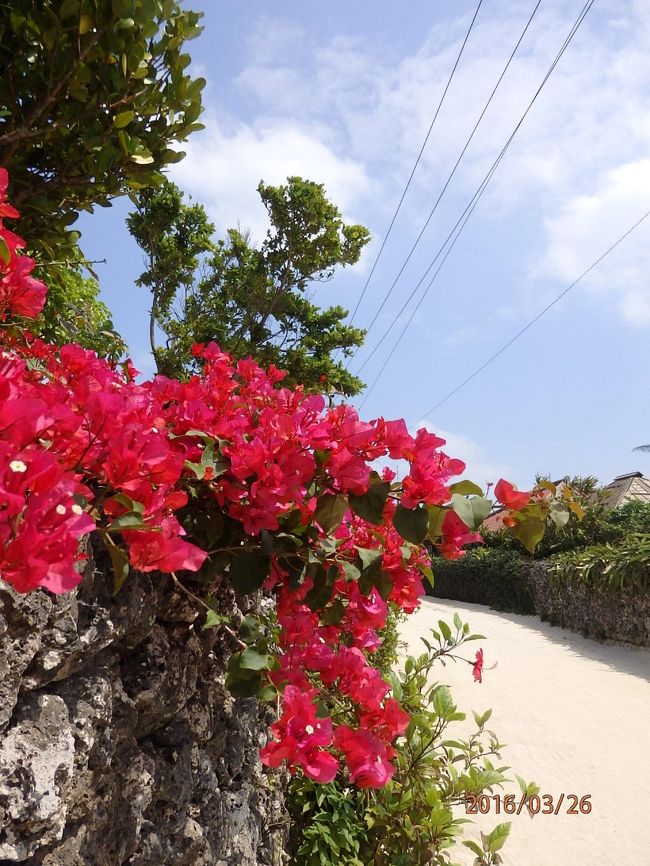 ブーゲンビリアが、生き生きしてました。