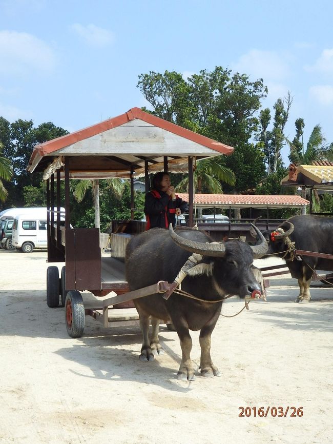 水牛さん達が牛舎を引いてます。<br />皆ちゃんと名前が付いていて、それぞれ個性があってかわいかったです。