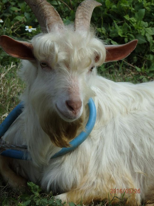 山羊さん発見！！<br />なんか、男前の山羊さんでした。