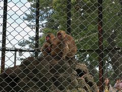 城内には動物園があったそうで、現在は猿だけが飼われています。

非常に珍しい光景でした。