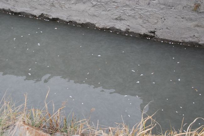 花いかだ、と呼べるほどたくさん流れているわけではないですが、水路に集められた花びらたちが我々をどんどん追い越していきます。<br /><br />こと水路の見栄えという意味では、あと数日して花が散ってしまう時期の方が旬かな？