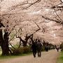 行ってきました！念願の北上展勝地☆＾▽＾☆