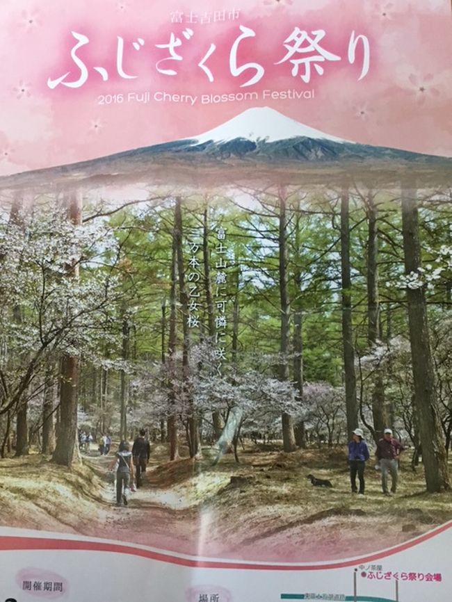 母のリクエストで行く富士吉田 ふじざくら祭り 満開なのに霧で見えないぞ 富士吉田 山梨県 の旅行記 ブログ By たまさん フォートラベル