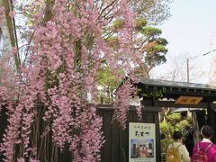 わ〜！
濃いピンクの枝垂れ桜！
無料資料館らしいので、入ってみます！

着物着付け体験もしてたようです。