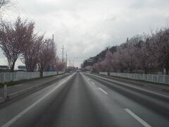 十和田湖から黒石に抜ける国道の桜。