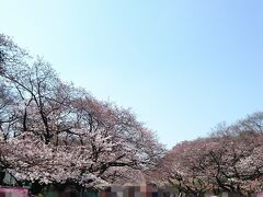 さて、続いては上野東照宮へ…と思ったら何だこりゃ！！
まだ桜満開じゃないし〜と油断していたら
春を先取りに来たお客さんでいっぱい。

しかしまだまだピークはこれからだと思うとぞっとします(人ごみ苦手)