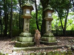 あちこちに鹿がいて、北海道の鹿とは違い（笑）
人に慣れているので　こちらも優しい眼差しで微笑ましい。