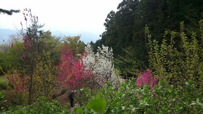 春の裏高尾 4 城山の山桜 高尾 八王子 東京 の旅行記 ブログ By ちゃおさん フォートラベル 春の裏高尾 4 城山の山桜 高尾 八王子 東京 の旅行記 ブログ By ちゃおさん フォートラベル