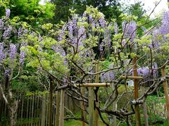 春日大社、萬葉植物園へやって来ました。入園料500円/一人。
いきなり藤のお出迎え。