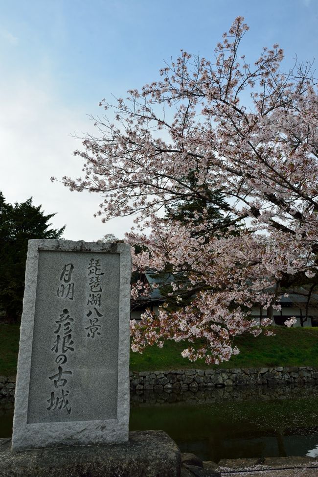 2016 “湖国”近江桜巡り【3】 ~桜花爛漫の湖城の春・彦根城登城記① いざ国宝天守へ♪~