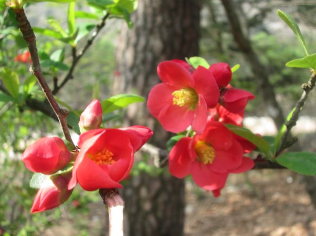 雪岳山小公園に咲いていました