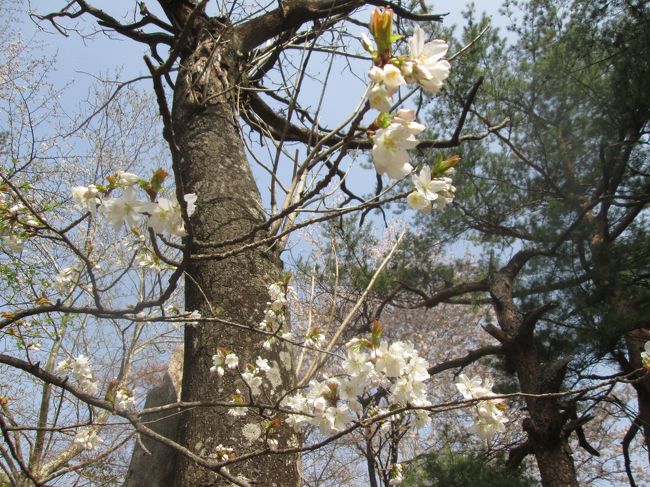 雪岳山小公園に咲いていました