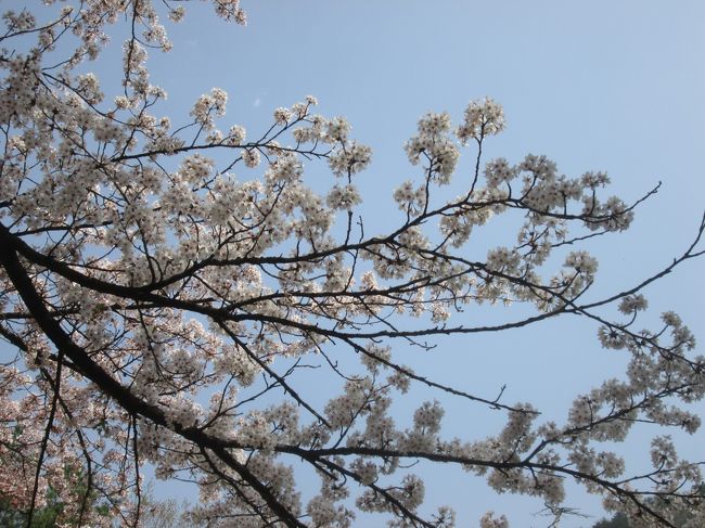 雪岳山小公園に満開の桜がありました