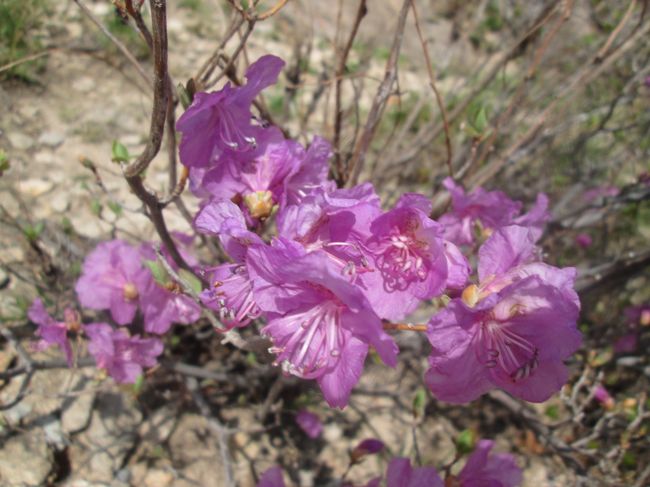 雪岳山権金城に咲いていました