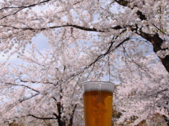 公園内では、何軒かの露店が出ていて、我慢しきれず、ビールを購入。
東屋に腰を落ち着け、満開の桜を眺めながら至極の時を。
風が吹くたびに、桜が舞い散り、それがとても綺麗だった。