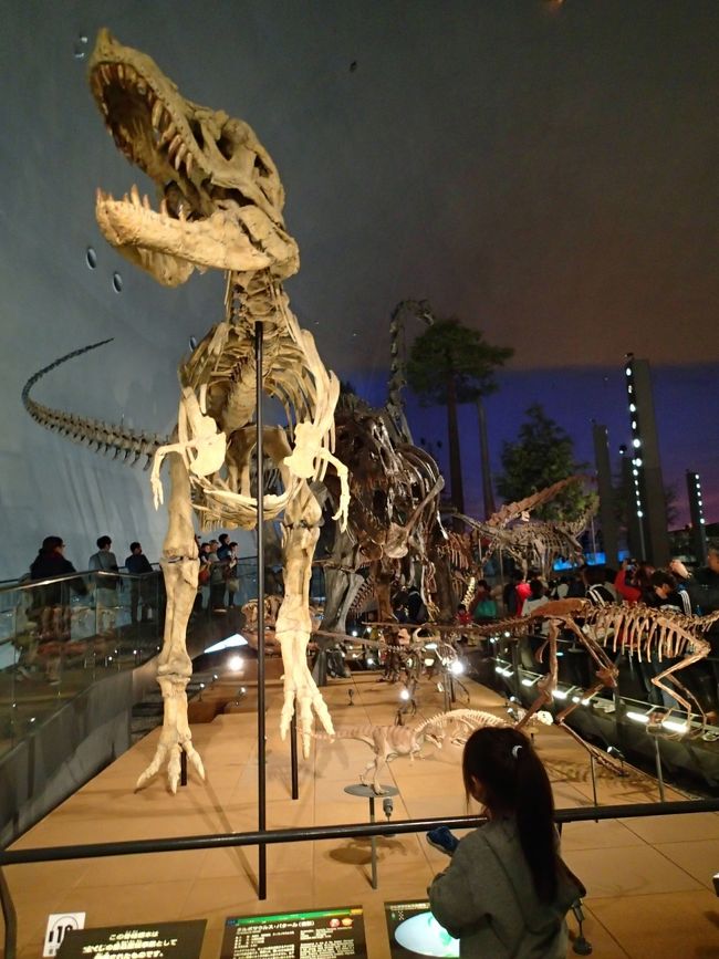 もちろん博物館らしく骨もたくさん！