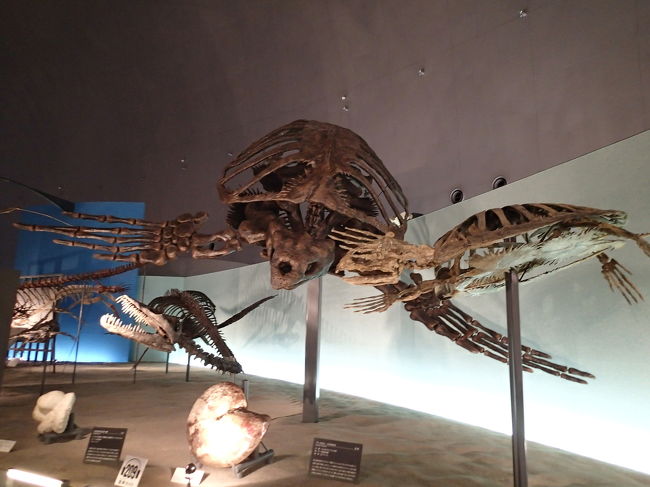 次女（４歳）「カメさーん」