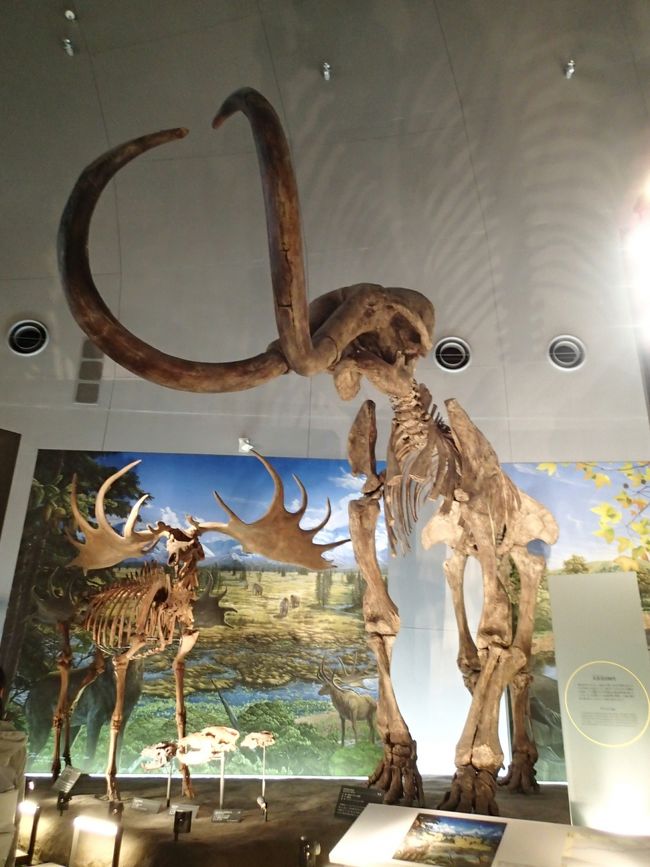 次女（４歳）「シカさんとゾウさーん」