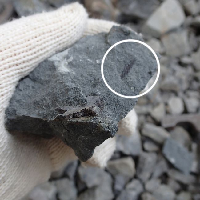 そんな中、ママは何やらこれは化石では！？<br />というものを見つけ、<br />早速、係りの人に鑑定を依頼