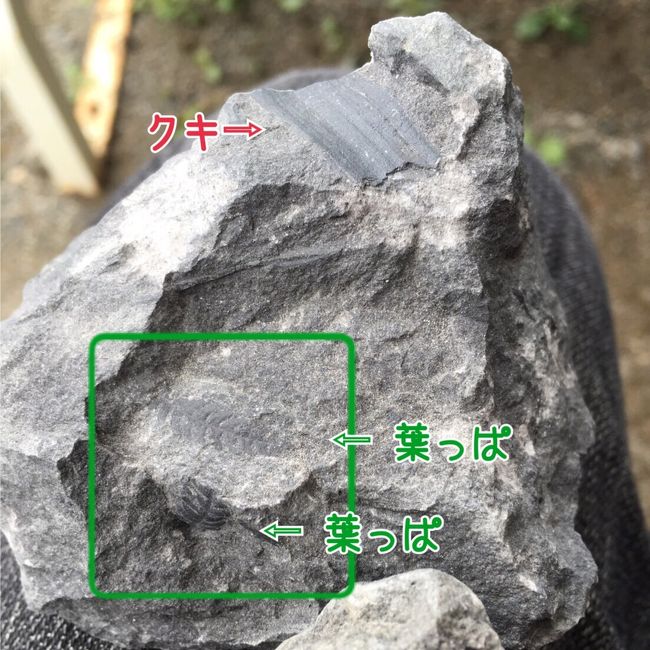 夫はなんかすごい化石を見つけてました