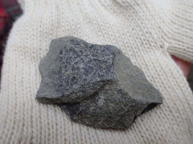 子供が見つけた（拾った）この石も<br />植物の化石のようです。