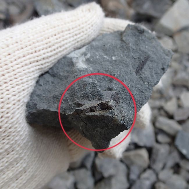 なんと、私が「これは！？」と思ったところは<br />確かに植物の化石なんだけど、<br />そっちではなくこっちが問題らしい。<br /><br />「これは多分カメの化石なので、博物館でお預かりさせて頂きます」<br />とのこと。<br /><br />おおおー