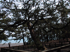 その神の道の先にあったのが羽衣の松。
御穂神社のご神木で、祭神がこの松を憑代として降臨したということになっている。
現在の松は３代目というが、神代から３本目なんてことはないような。
しかも、初代は江戸時代に水没したらしいので、初代が樹齢数千年になってしまう（＾＾；
