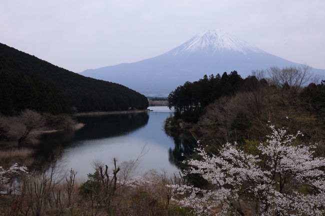 春富士を観に駿河路へ 2 田貫湖一周と駒止の桜 富士宮 静岡県 の旅行記 ブログ By 旅猫さん フォートラベル 春富士を観に駿河路へ 2 田貫湖一周と駒止の桜 富士宮 静岡県 の旅行記 ブログ By 旅猫さん フォートラベル