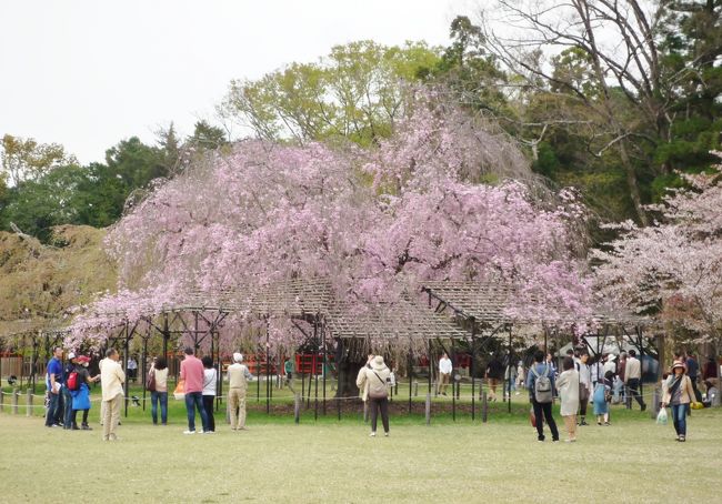 ４月上旬 京都桜巡りは昼も夜も その２ 半木の道 上賀茂神社 糺の森 下鴨神社 河合神社 今出川 北大路 北野 京都 の旅行記 ブログ By すぶたさん フォートラベル