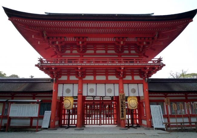 ４月上旬 京都桜巡りは昼も夜も その２ 半木の道 上賀茂神社 糺の森 下鴨神社 河合神社 今出川 北大路 北野 京都 の旅行記 ブログ By すぶたさん フォートラベル