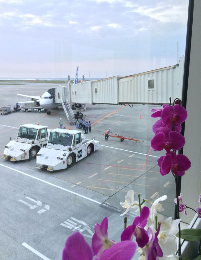 那覇にはほぼ定刻で到着しました。<br /><br />那覇空港の蘭は綺麗ですね。<br />