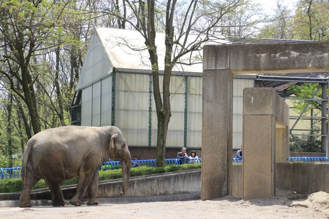 アジアゾウのフー子さんと屋外展示場<br /><br />アジアゾウの展示場はレッサーパンダ・エリアの隣であり、園内でランチの軽食が買えるトラックがやってくる広場にあるので、フー子さんにはたいてい会えます。<br />
