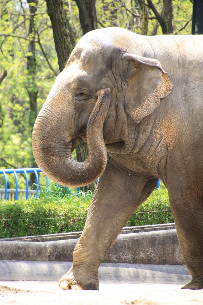 鼻でほほをかいかいするフー子さん