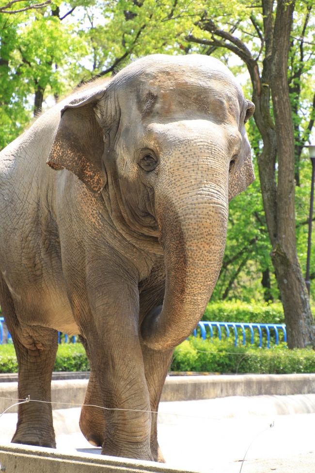 やさしい目つきのフーコさん<br /><br />でも、いたずらっこな面もあるのです。<br />今回は特にそんな場面を目撃しませんでしたけど。<br />