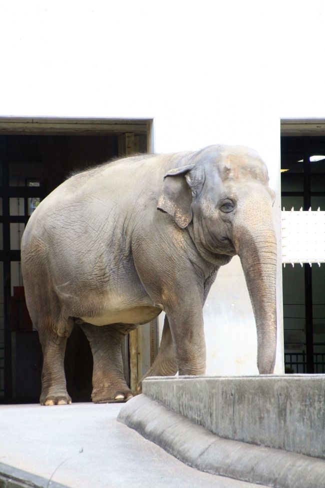 午後、めっきり涼しくなってきた頃のフー子さんは、時々屋内へ