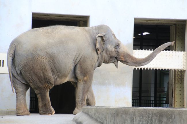 長いお鼻が狙うものはなにかな<br /><br />きれいに曲線を描いたところを狙いました。<br />