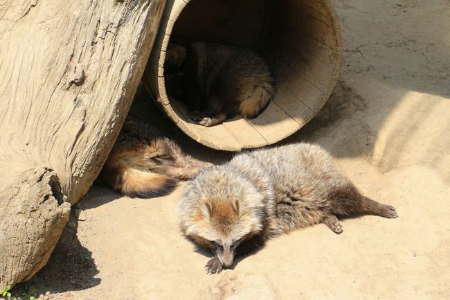 昼頃、ぽかぽか暑いくらいの春の陽気の中のホンドタヌキたち
