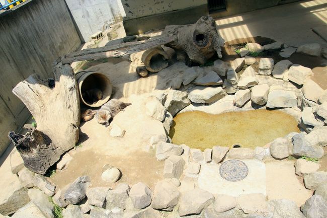 タヌキの展示場は広々しているけれど