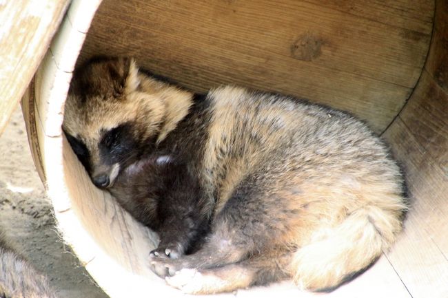 このときはみんなお昼寝中