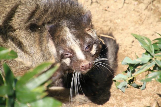 毛づくろい中、眠そうに薄目を開けたハクビシン