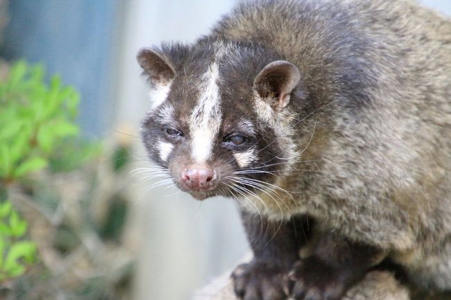 しもしかしたら眠そうな顔はキミの素顔？