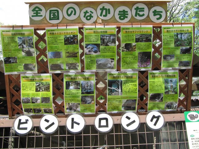 ビントロングに会えるか楽しみにしていたけれど<br /><br />我が地元埼玉こども動物自然公園でもビントロングを飼育しないかしら。<br />