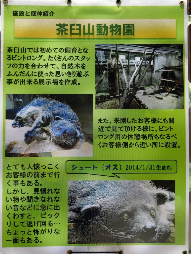 残念ながら今回もシュートくんには会えず<br /><br />代わりに紹介看板の写真。<br />バックヤードとの出入り自由になっていたので、そっちにいたかもしれません。<br />ビントロングは夕方の方が活動的になるそうですが、夕方は南口に向かっていなければなりませんでした。<br />