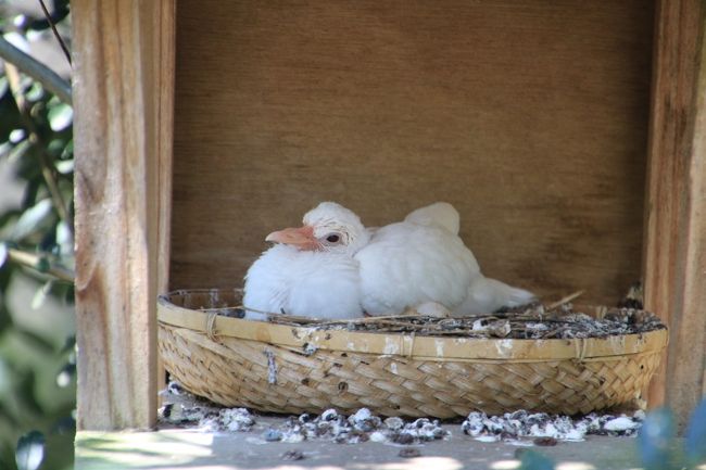 この子はオシドリのアルビノかしら<br /><br />フライングケージにて。<br />