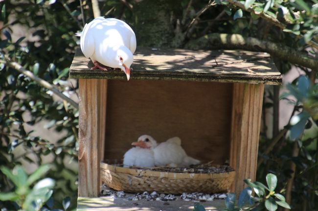 仲間かな、と思って見に来た上の子はジュズカケバトかな<br /><br />くちばしの形や目の色で区別がつくはず。<br />ジュズカケバトは目が赤いようです。<br />