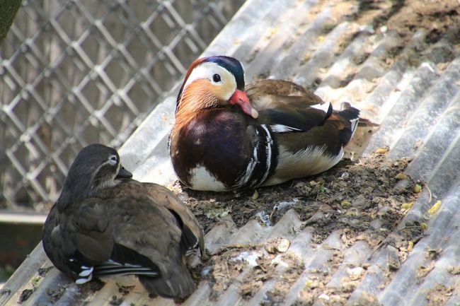 冬の華やかな装いから夏の姿に戻りつつあったオシドリのオス