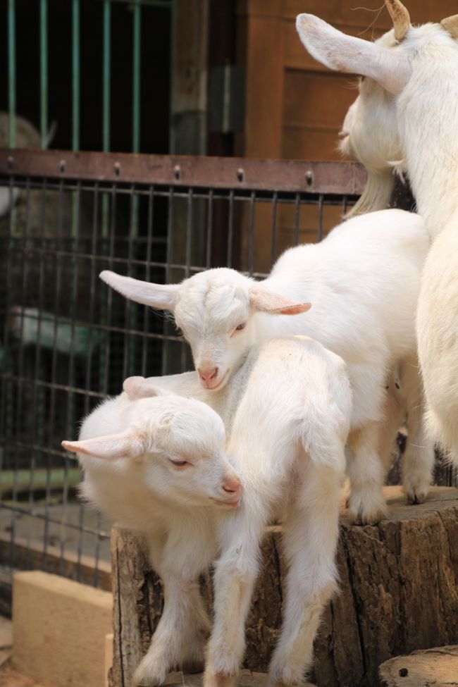 シバヤギの赤ちゃんたちは、元気いっぱいでやんちゃっ子ばかり@